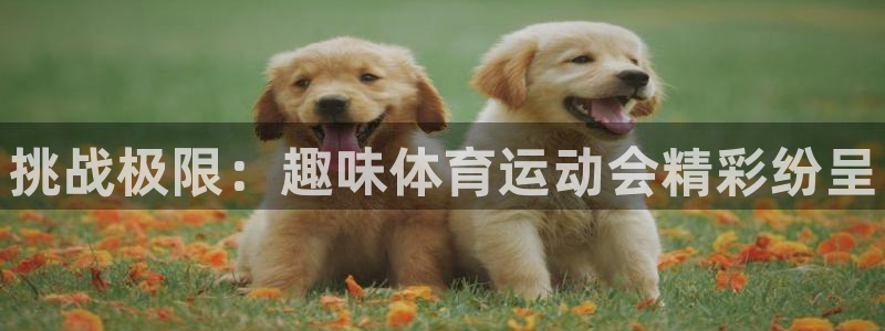 3377体育官网下载平台注册要钱吗：挑战极限：趣味体