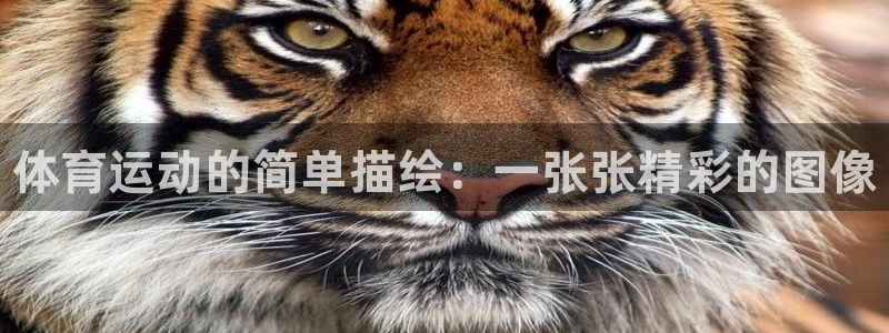 3377体育官网下载平台是正规平台吗：体育运动的简单