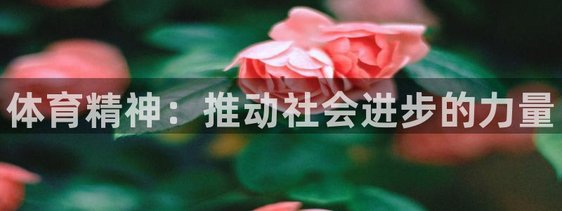 3377体育官网下载是干嘛的公司