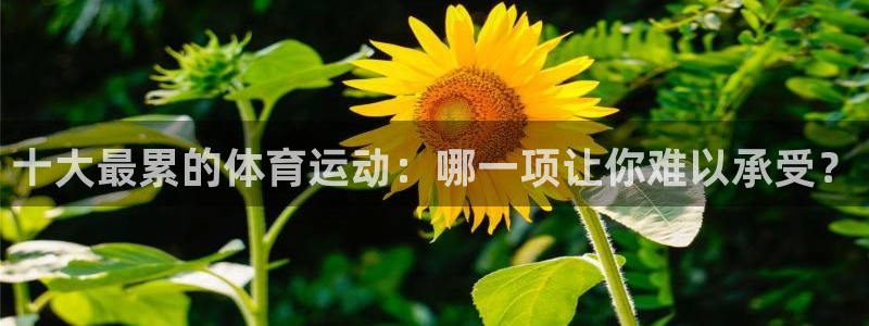 3377体育骗了多少人